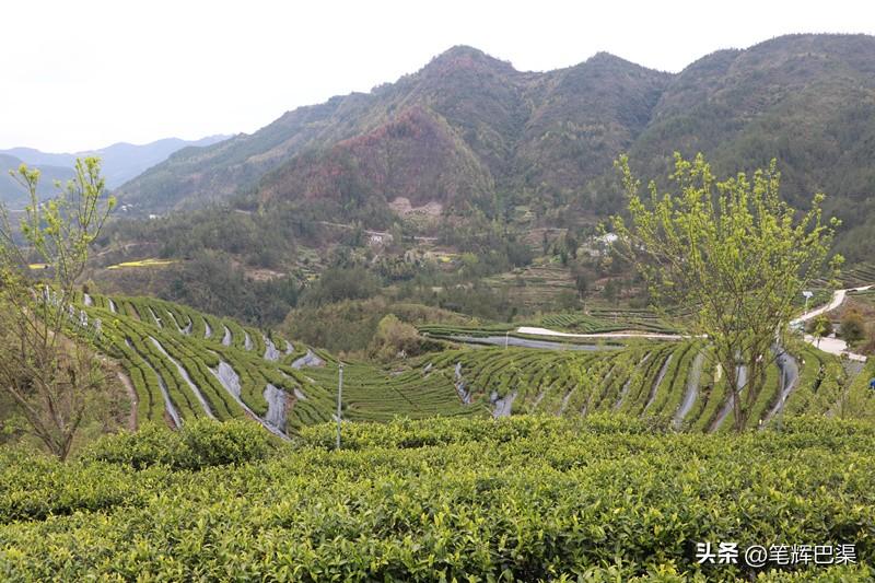 万源富硒茶哪里买(万源富硒茶叶)-硒宝网