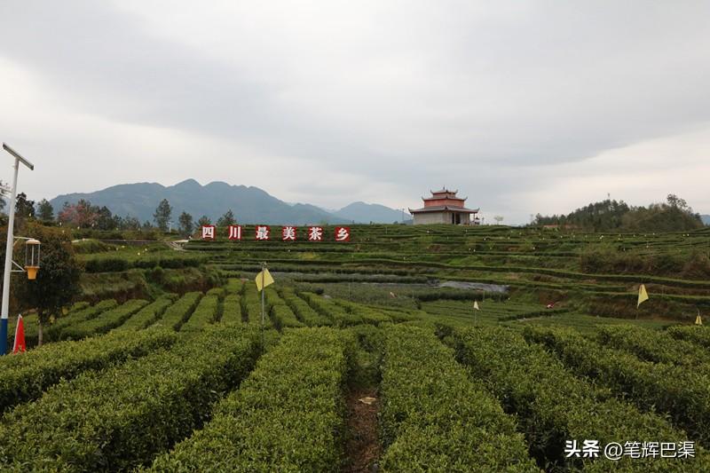 万源富硒茶哪里买(万源富硒茶叶)-硒宝网
