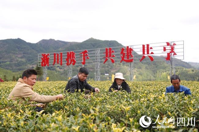 万源富硒茶哪里买(万源富硒茶多少钱一斤)-硒宝网