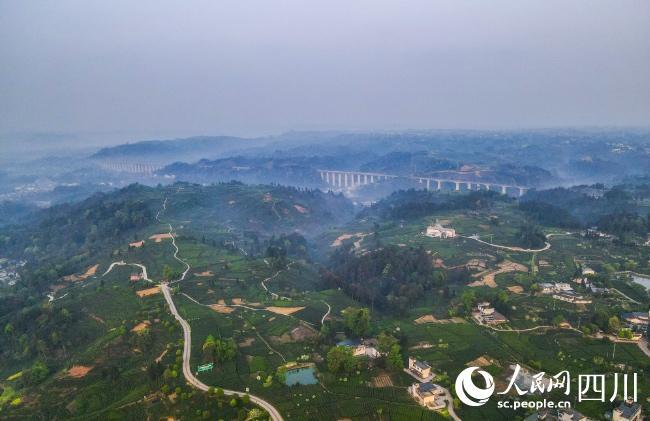 万源富硒茶哪里买(万源富硒茶多少钱一斤)-硒宝网