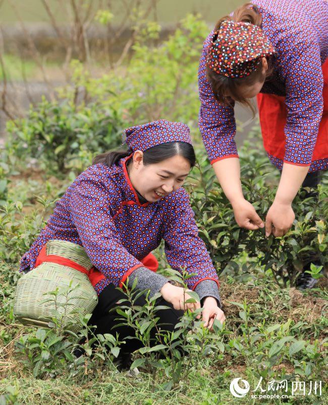 万源富硒茶哪里买(万源富硒茶多少钱一斤)-硒宝网