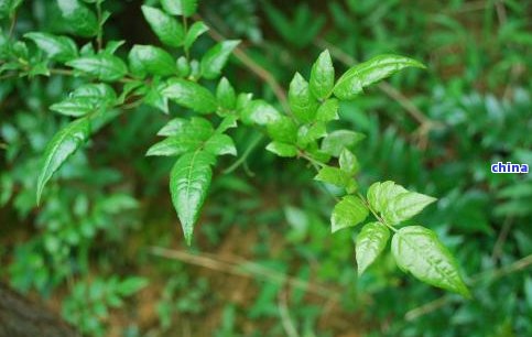 富硒普洱茶价格表（富硒普洱茶好处）-硒宝网