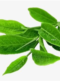 珍颜牌富硒马坡茶（珍硒窖42度）-硒宝网