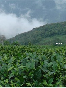 珍颜牌富硒马坡茶（珍硒窖42度）-硒宝网