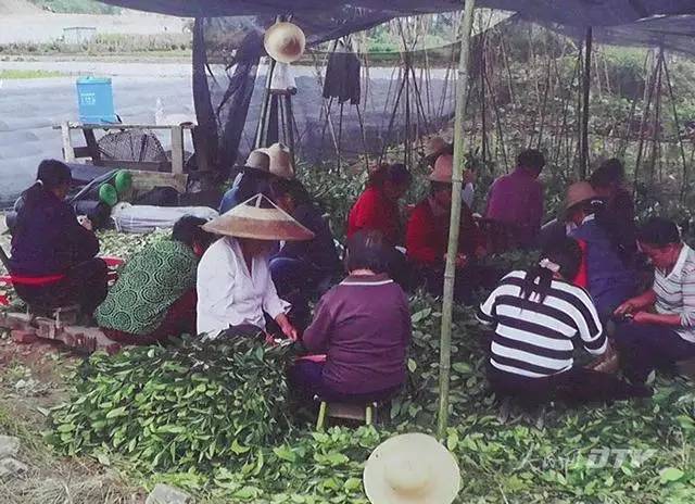 千亩富硒金茶基地（富硒茶的产地）-硒宝网