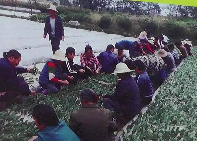 千亩富硒金茶基地（富硒茶的产地）-硒宝网