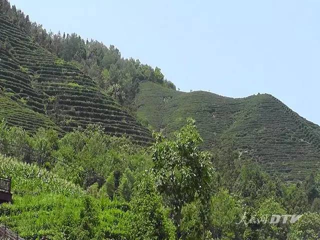 千亩富硒金茶基地（富硒茶的产地）-硒宝网