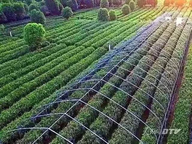 千亩富硒金茶基地（富硒茶的产地）-硒宝网