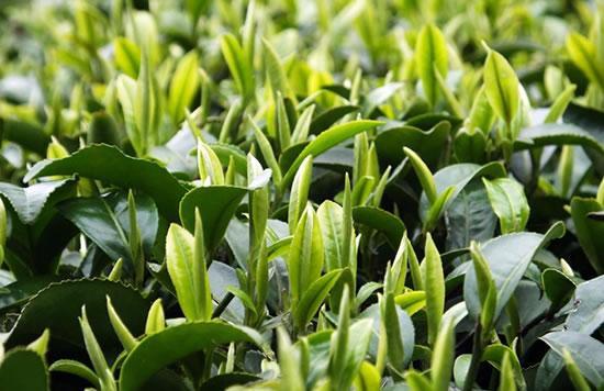 富硒茶含量前十名（富硒的茶）-硒宝网