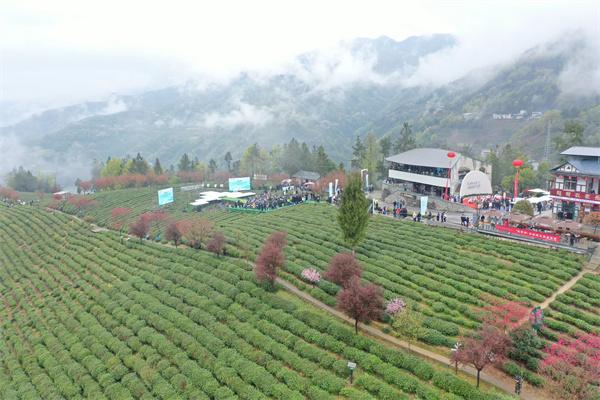 霄园春五队富硒茶（霄坑富硒茶属于什么茶）-硒宝网