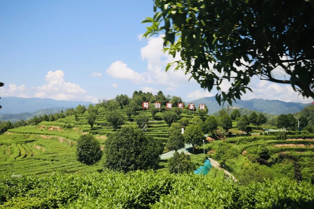 万源富硒茶怎么泡(富硒水泡茶好吗)-硒宝网