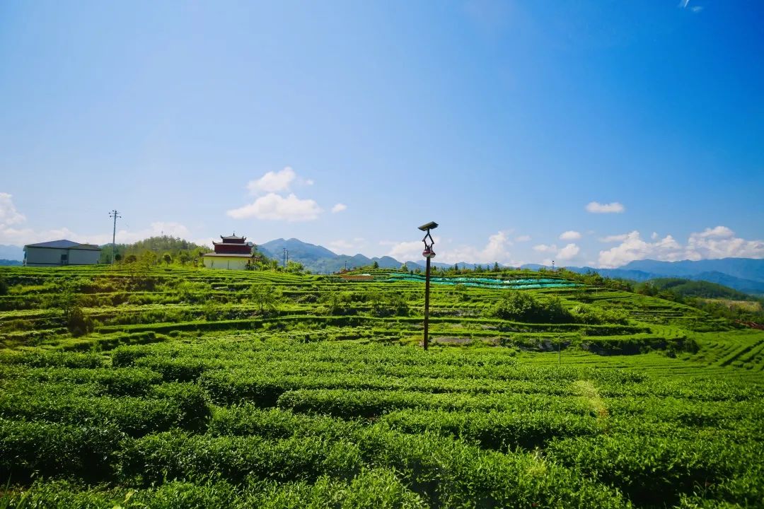 万源富硒茶怎么泡(富硒水泡茶好吗)-硒宝网