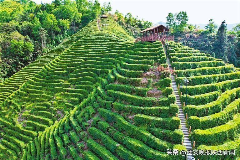 安康富硒茶降三高（安康富硒茶的功效与作用）-硒宝网