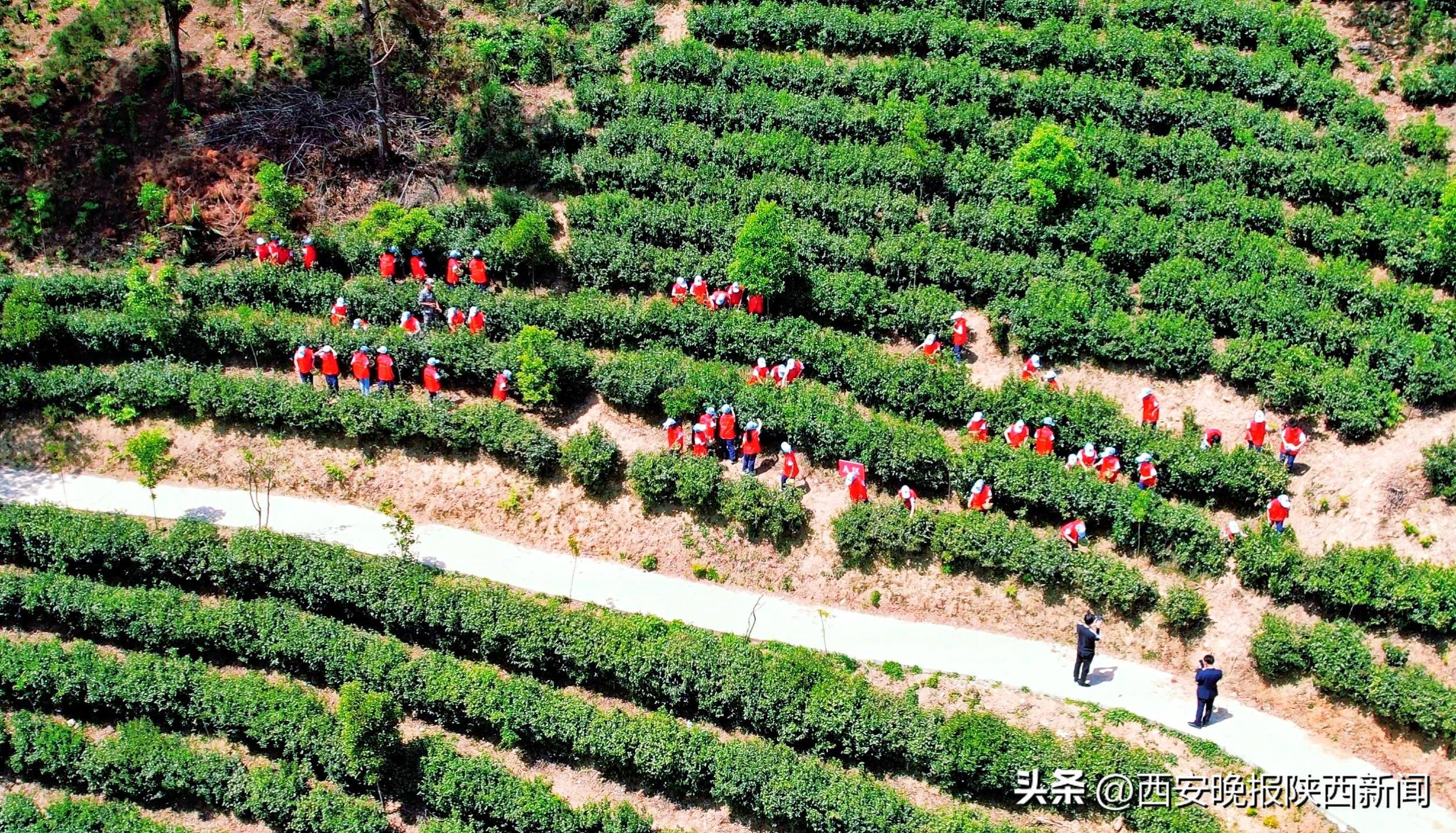安康富硒茶降三高（安康富硒茶的功效与作用）-硒宝网