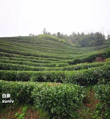 富硒茶泡多长时间（富硒茶用多少度的水冲泡）-硒宝网