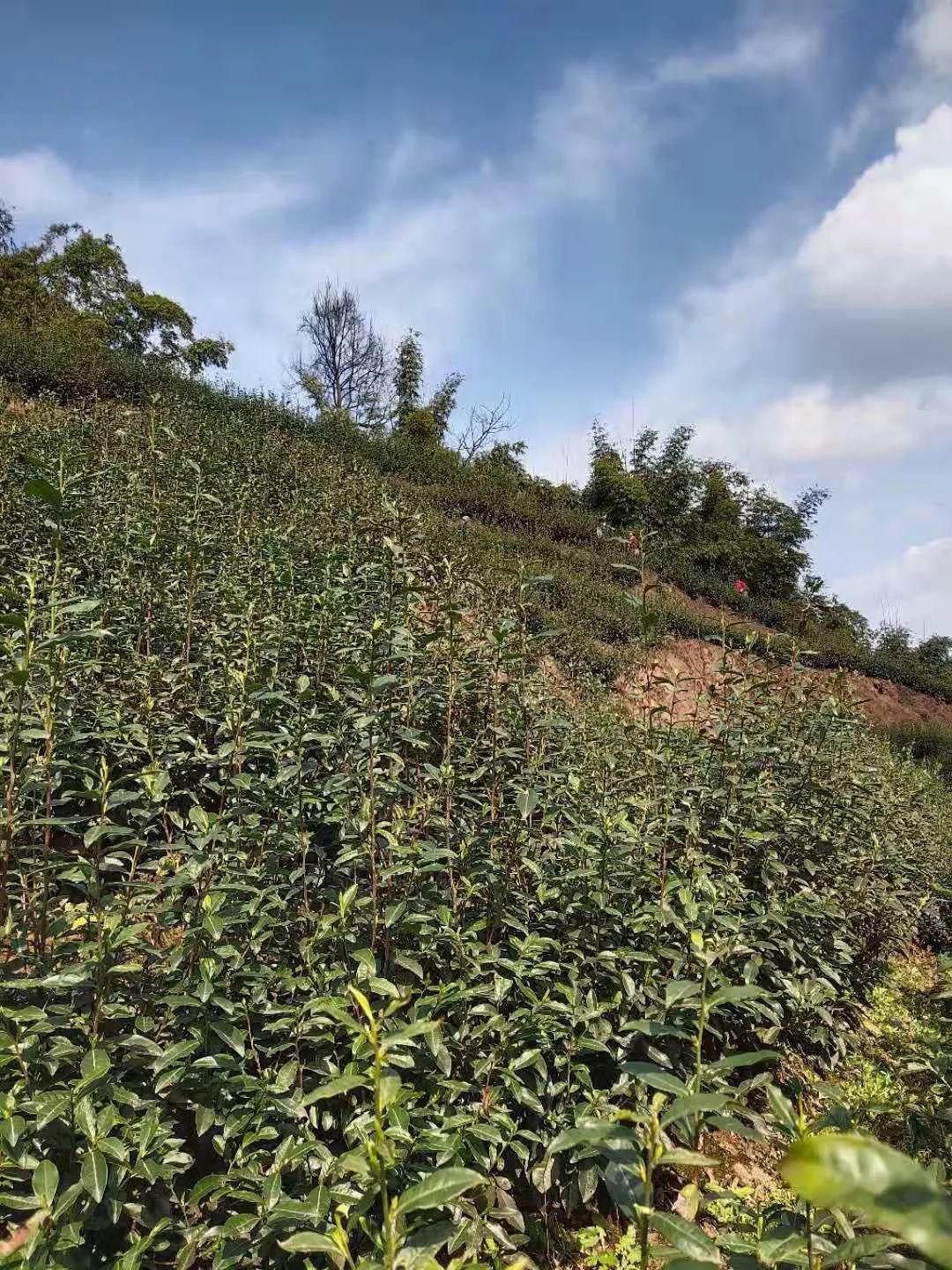 四川富硒茶多少钱(富硒茶庄)-硒宝网