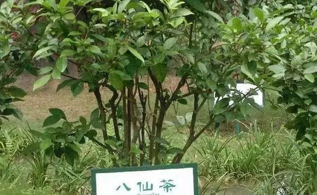 富硒八仙茶怎么样(富硒八仙茶是什么种类)-硒宝网
