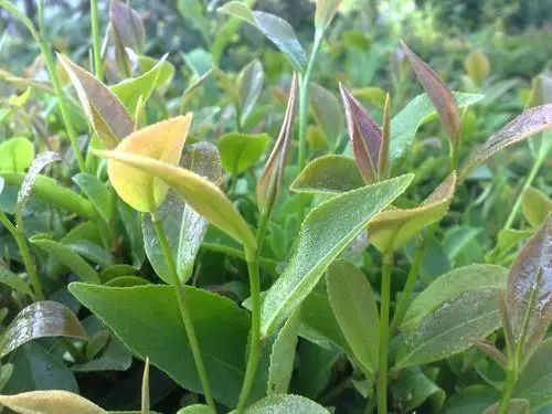 富硒八仙茶怎么样(富硒八仙茶是什么种类)-硒宝网