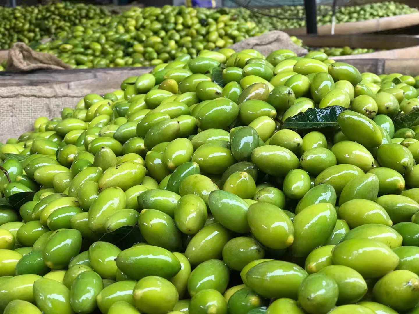 富硒八仙茶生产商（诏安富硒八仙茶）-硒宝网