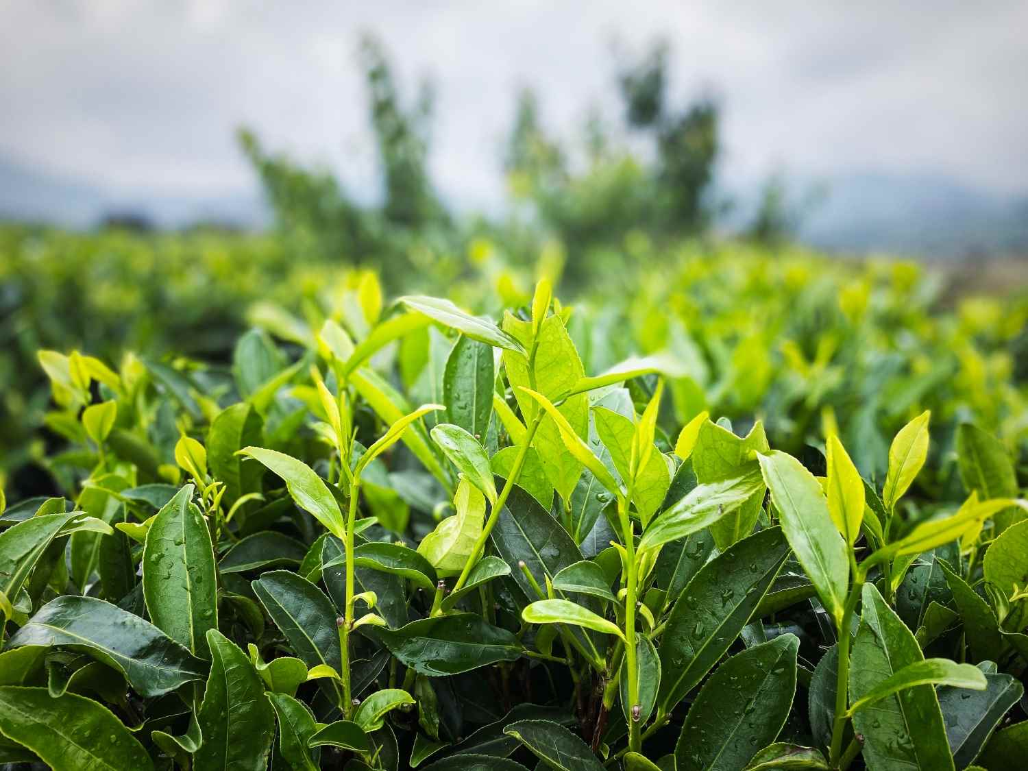 富硒八仙茶生产商（诏安富硒八仙茶）-硒宝网