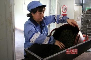 富硒八仙茶供应商（诏安富硒八仙茶）-硒宝网