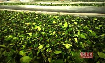 富硒八仙茶供应商（诏安富硒八仙茶）-硒宝网