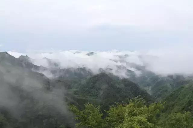 京康富硒茶价格表(京康茶业)-硒宝网