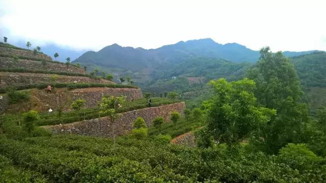 京康富硒茶价格表(京康茶业)-硒宝网