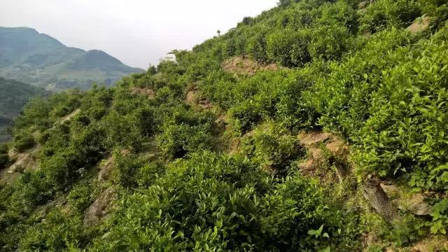 京康富硒茶价格表(京康茶业)-硒宝网