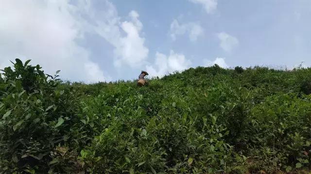 京康富硒茶价格表(京康茶业)-硒宝网