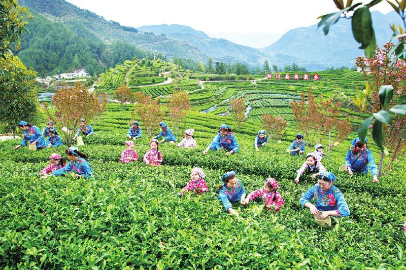 万源富硒茶原产地（产地茶富硒万源原料是什么）-硒宝网