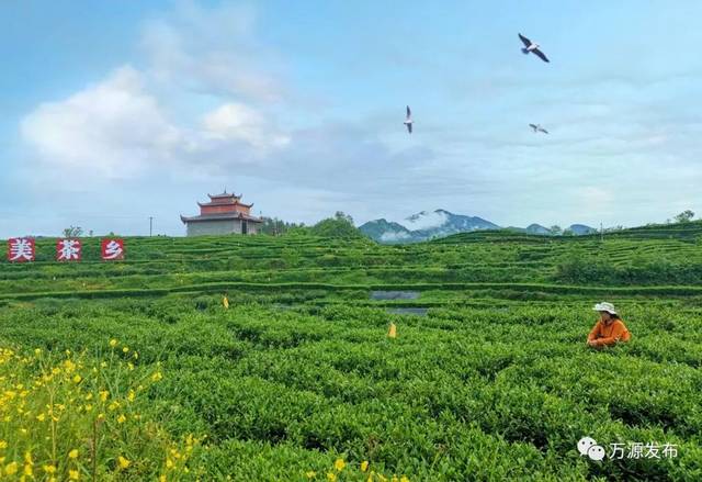 万源石塘富硒茶廊(万源富硒茶多少钱一斤)-硒宝网