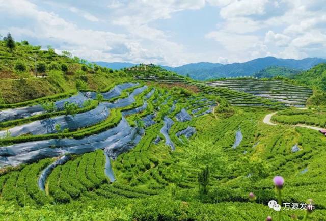 万源石塘富硒茶廊(万源富硒茶多少钱一斤)-硒宝网
