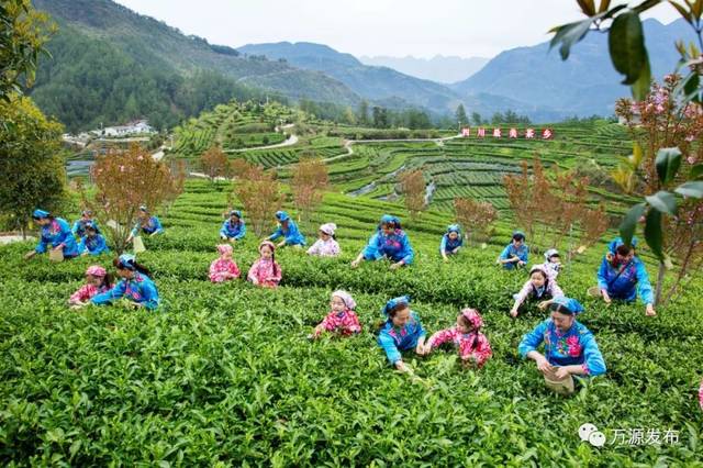 万源石塘富硒茶廊(万源富硒茶多少钱一斤)-硒宝网