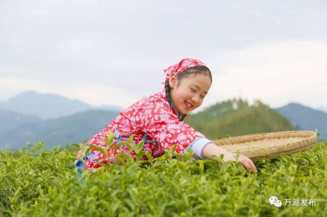 万源石塘富硒茶廊(万源富硒茶多少钱一斤)-硒宝网