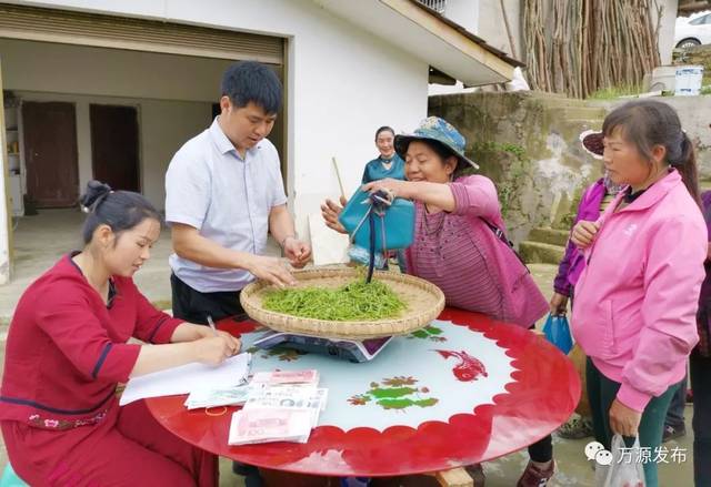 万源石塘富硒茶廊(万源富硒茶多少钱一斤)-硒宝网
