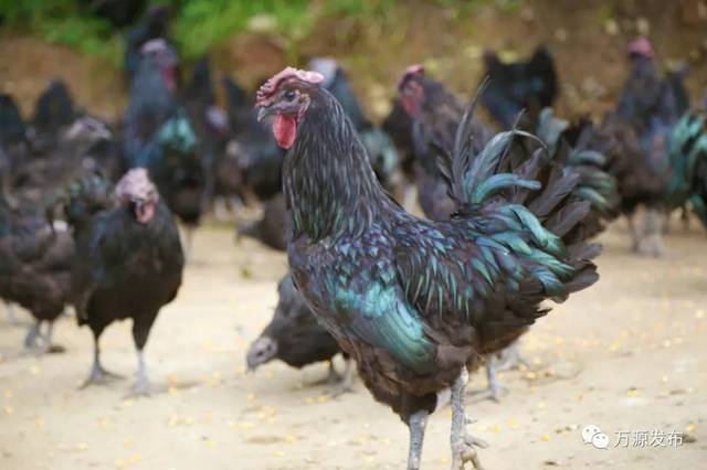 万源石塘富硒茶廊(万源富硒茶多少钱一斤)-硒宝网