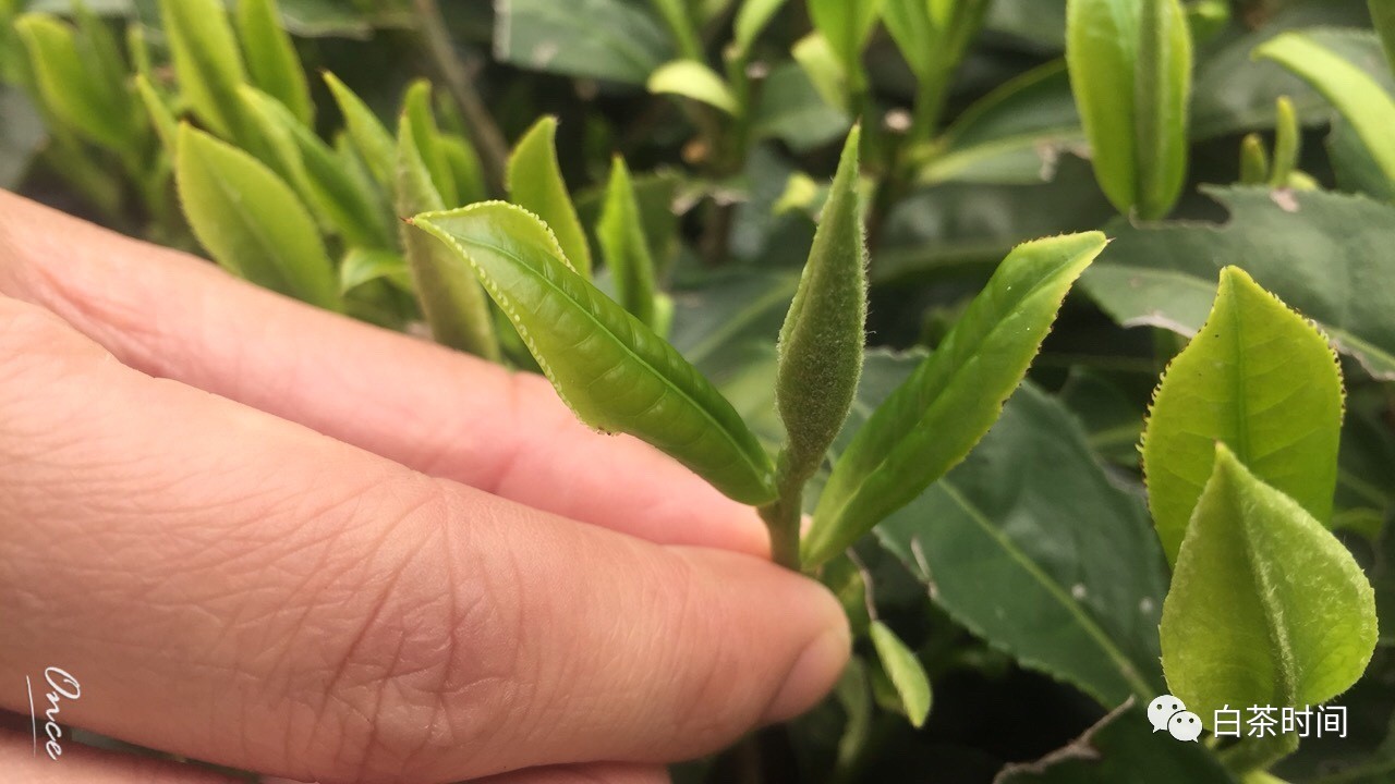 富硒茶供销合作社（茶叶农村合作社的运作）-硒宝网