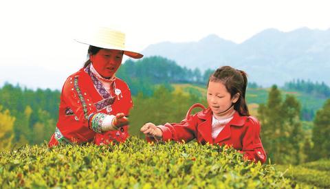 万源是富硒茶基地（万源富硒茶叶）-硒宝网