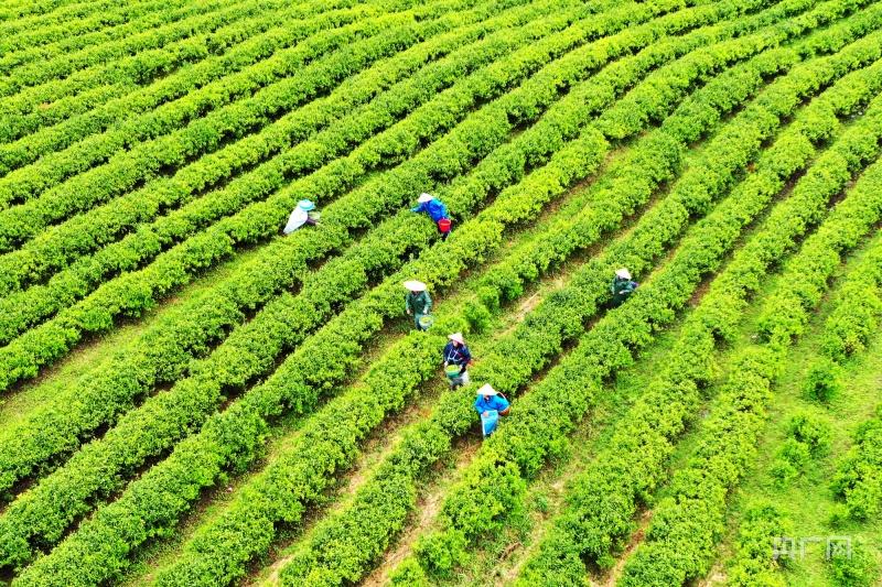 品牌建设富硒大米(富硒大米产地有哪些)-硒宝网