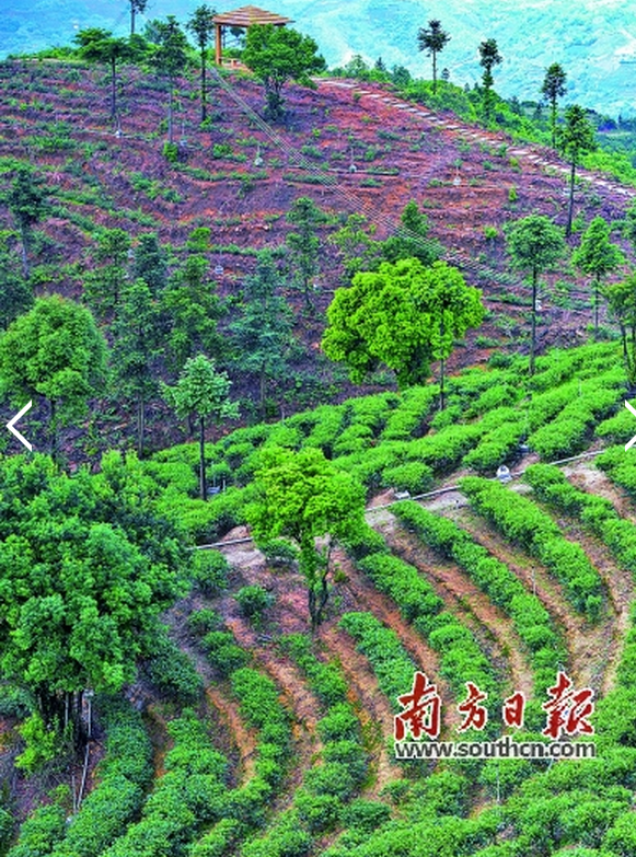 五华七畲径茶富硒（恩施富硒茶是什么茶）-硒宝网