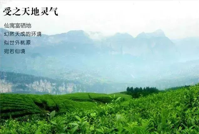 仙寓谷富硒茶民宿(仙寓山富硒野茶价格特级)-硒宝网