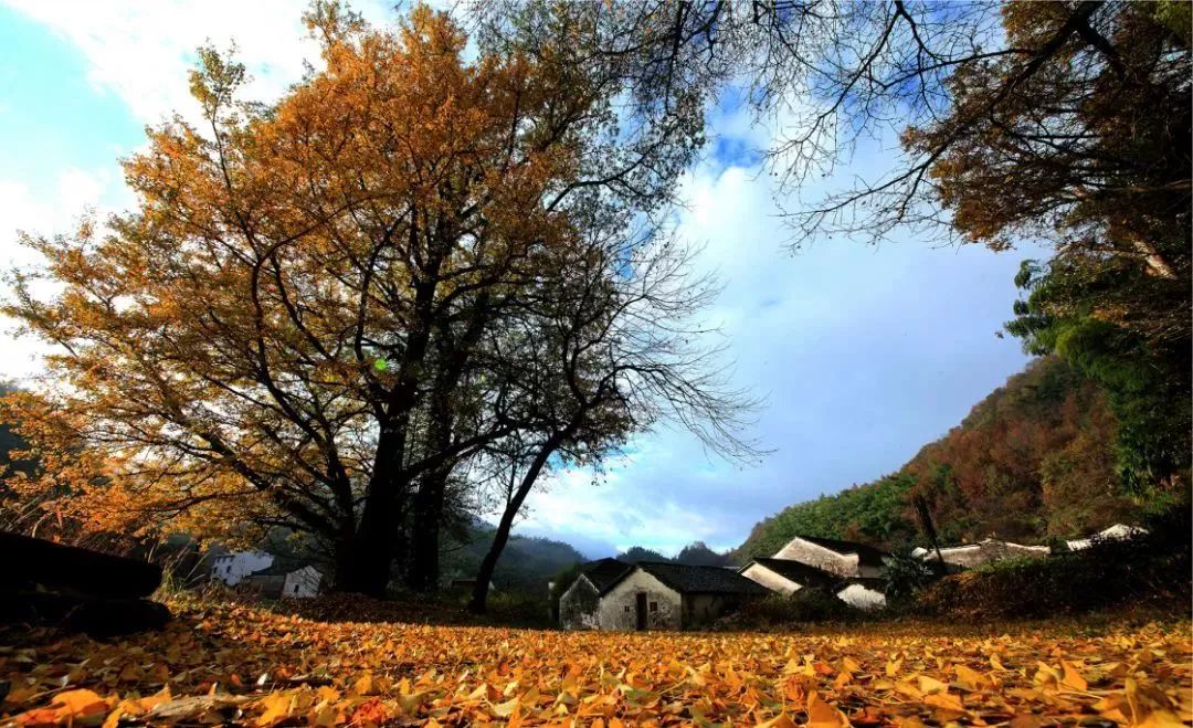 仙寓谷富硒茶民宿(仙寓山富硒野茶价格特级)-硒宝网