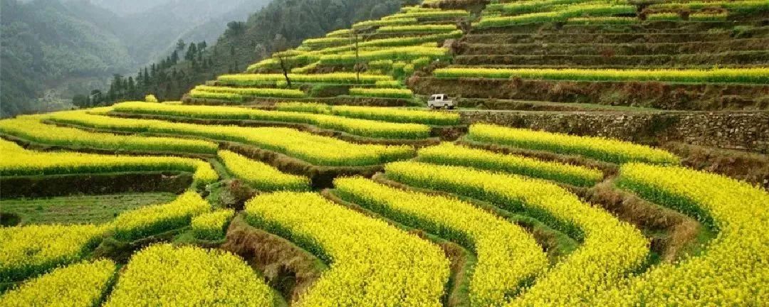 仙寓谷富硒茶民宿(仙寓山富硒野茶价格特级)-硒宝网