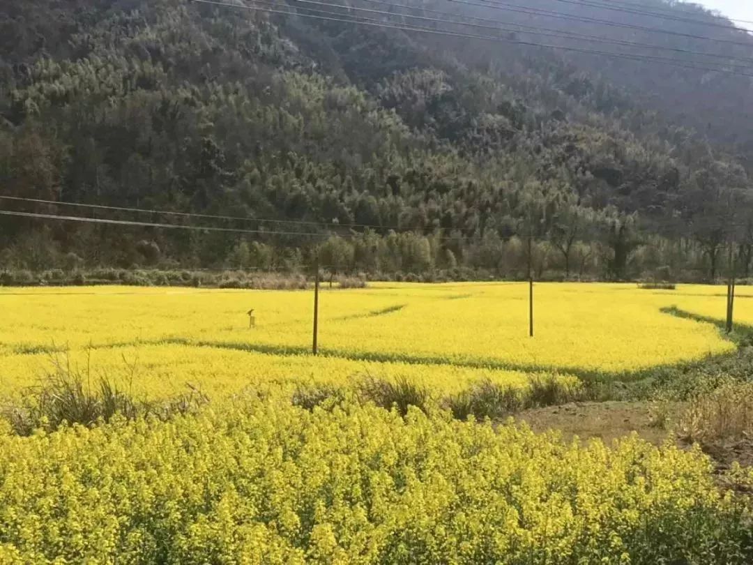 仙寓谷富硒茶民宿(仙寓山富硒野茶价格特级)-硒宝网