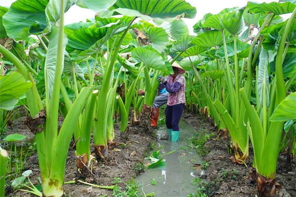 浦北县富硒大米厂（富硒大米基地）-硒宝网