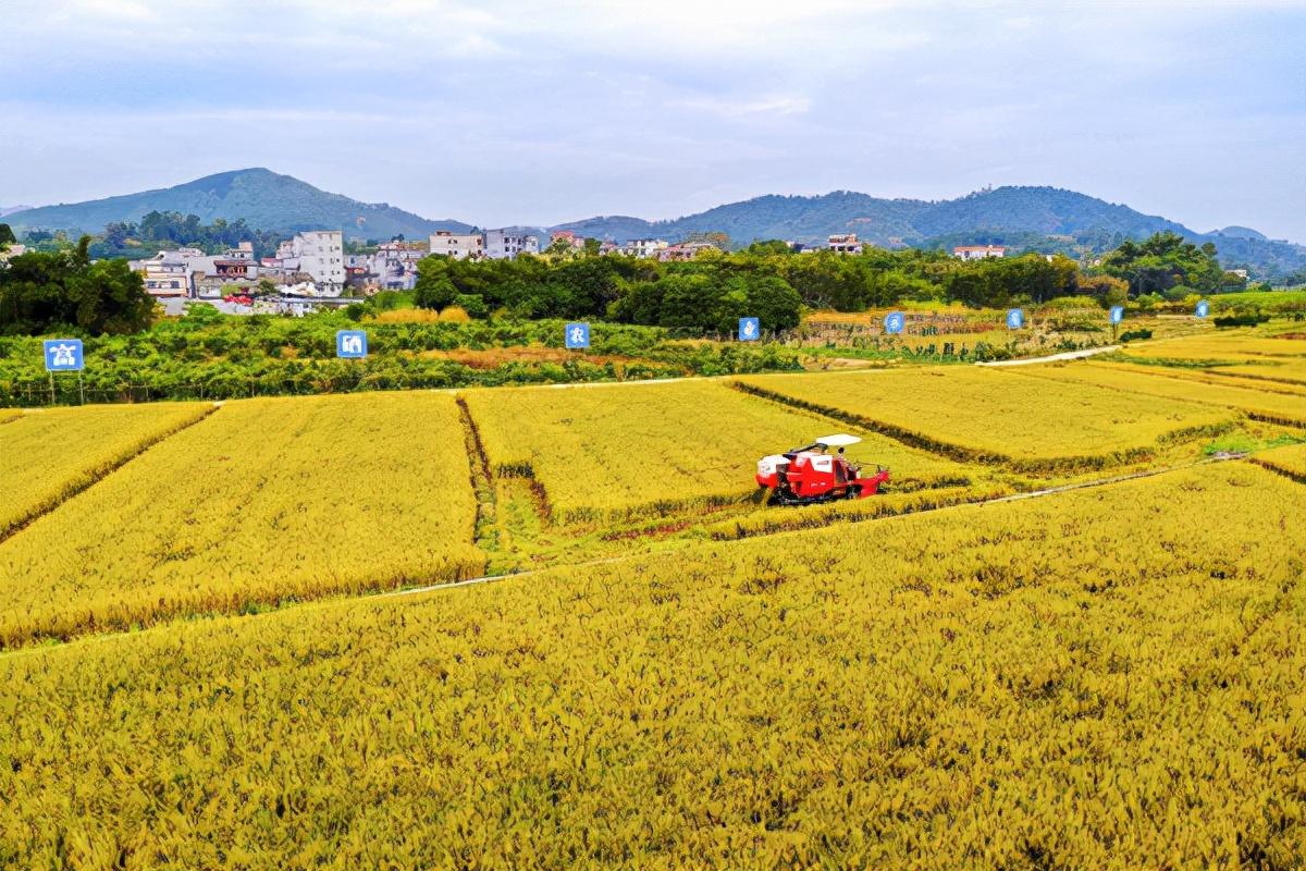 浦北县富硒大米厂（富硒大米基地）-硒宝网