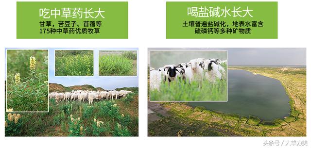 吃富硒大米的好处（富硒大米能补硒吗）-硒宝网