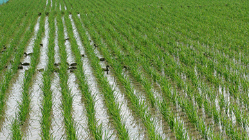 富硒大米 大米姐（大米姐富硒米价格）-硒宝网