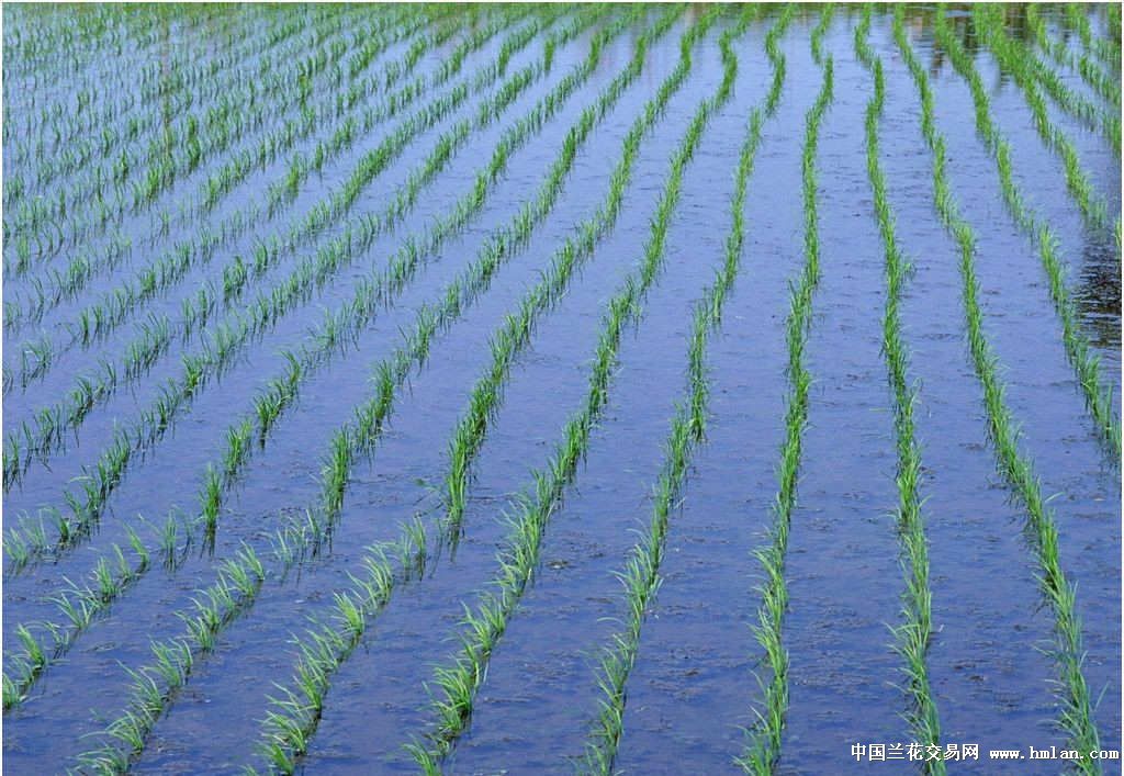 富硒大米 有机硒(大米机富硒硒有什么作用)-硒宝网